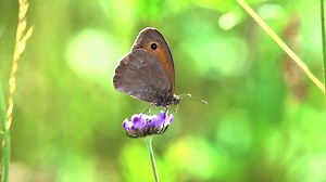 Butterfly Slow Motion Stock Footage SBV-307894870 - Storyblocks