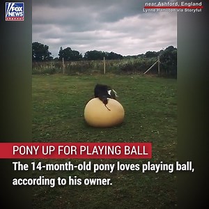 339K views · 9K reactions | A fun-loving pony, named Itsy, was caught on camera playing with an inflatable exercise ball near Ashford, England. | Fox News | Facebook
