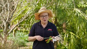 Top 3 gardening tips with Angie! 🌿🌻 🍊 Citrus Care: Feed your citrus trees with a specialized fertilizer to promote healthy leaves, flowers, and fruit. 🐌 Seedling Protection: Lightly sprinkle snail and slug pellets around young plants to keep them safe. 🌹 Rose Check: Inspect your roses for aphids or sap-sucking insects on leaves and buds. Need advice? Yates Horticulturists are here for free live chat support! 🌱 #YatesTips #GardeningWithAngie #CitrusCare #SeedlingProtection #AskYates | The G