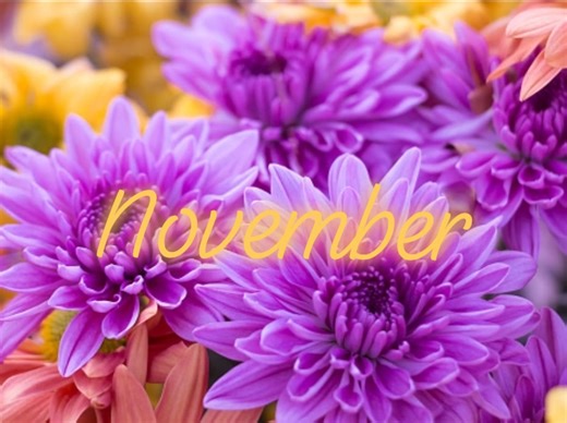 1K views · 11 reactions | #November November is the 11th month, has...