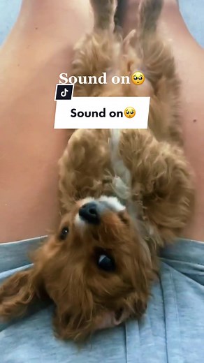 Little Stanley is so precious🥺🐾 #cavalier #poodle #cavapoo #puppy #cavalierkingcharles #fyp #foryou #foryoupage #puppies #puppytiktok #puppydog #dog #dogs #dogsoftiktok #puppiesoftiktok #doglover #cute #pet #pets #petsoftiktok