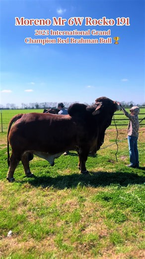 Houston's Grand Champion Brahman Bull: A Winning Look