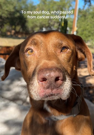 In another life, there was no hemangiosarcoma, only us, forever. I love you my puppy, River 🤎🪽