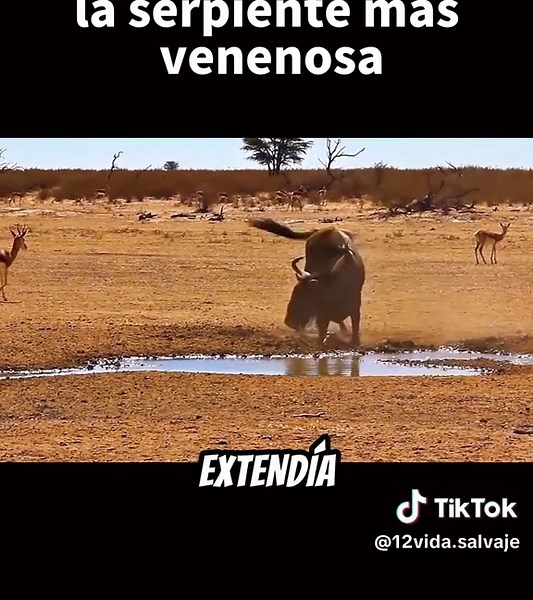 La serpiente más venenosa: datos y curiosidades
