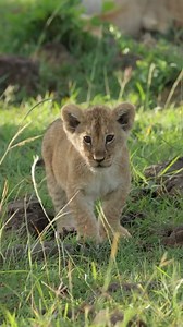 Baby lion practicing its roar