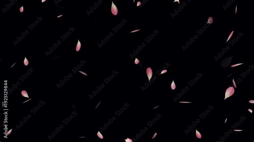 Sakura leaves falling animation on black background. Falling pink cherry blossoms. Rose petals are falling in a shower on the golden ground. Cherry blossom flower petals flying animation.