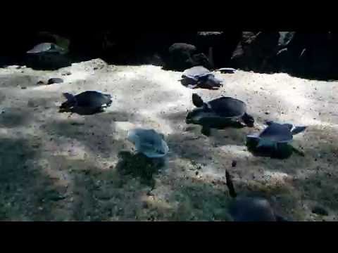 Pig-nosed turtles (Carettochelys insculpta), Fly River turtles