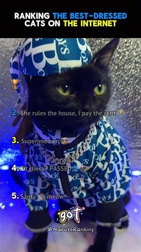 These Cats Are Actually Iconic #bestdressed #catranking