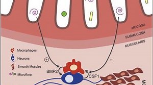 Immune cell role in intestinal movement may lead to better understanding of IBS | Penn State University