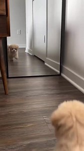 10K views · 355 reactions | Le chien le plus mignon, s'est découvert dans un miroir pour la première fois ❤️ #chien #chiens #miroir #planèteanimaux #amour #chienmignon #chienstagram #chienheureux | Planète Animaux | Facebook