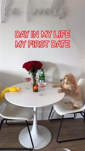 9.7K views · 162 reactions | first date, kinda nervous  #goldenretriever #goldenretrieverpuppy #goldenpuppy #puppyvideos #cutepuppy #goldenretrieversofinstagram #funnydogvideos #funnydogs #funnypuppy | Goldenretriebear | Facebook