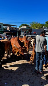 San Rafael cedros | Andres Molina