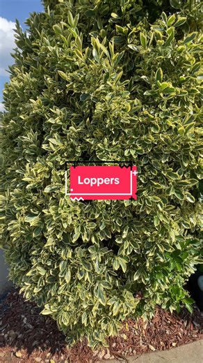 Loppers for Efficient Tree Trimming