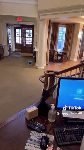 Funny Cat Encounters with Balloons