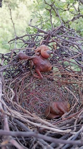 Rufous treepie bird babies at the edge of the nest #shorts
