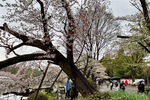 Collapse of Tokyo's aging cherry blossom trees during viewing season raises safety concerns