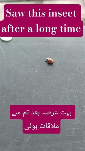 What is this insect called ? #insects #viral #viralvideo #viralshorts #shortvideo #short #shorts