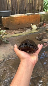 Ang cute naman ng Pagong na binigay sa akin! | Native Asian box turtle 🌿🍃🐢 #Asianboxturtle #nativeturtle #pagong #wildliferescue #wildlifeanimals #malayanboxturtle #viralvideochallenge | Deric Fernandez