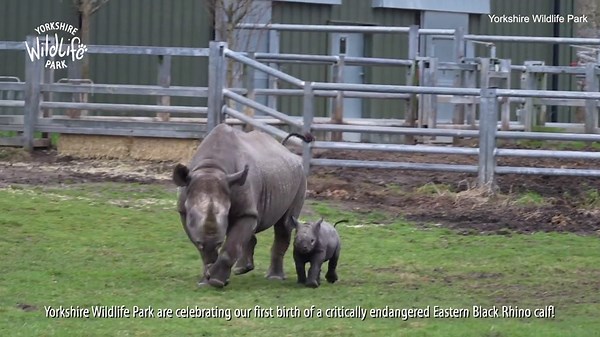 Endangered baby black rhino is born at the Yorkshire Wildlife Park