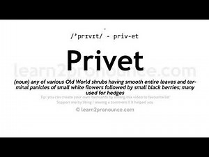 Pronunciation of Privet | Definition of Privet