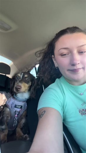 This is what is going on in our minds 247 #dachshund | Dachshund Dogs