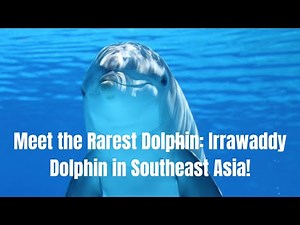 Meet the Rarest Dolphin Irrawaddy Dolphin in Southeast Asia
