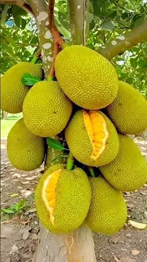Home Gardening: Jackfruit Tree Cutting Propagation Made Simple