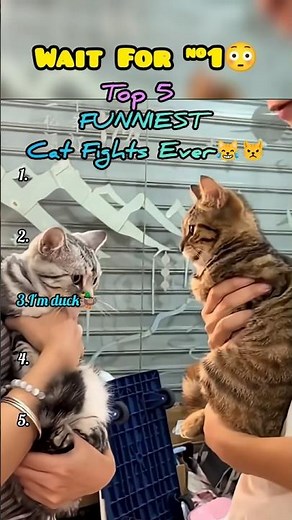 Top 5 Funniest Cat Fights Ever 😹🥊| Wait For #1