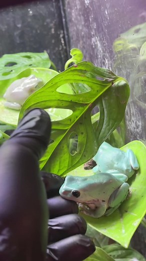 My biggest opps all together #fyp #nature #animals #frog #reptiles | Reptiles