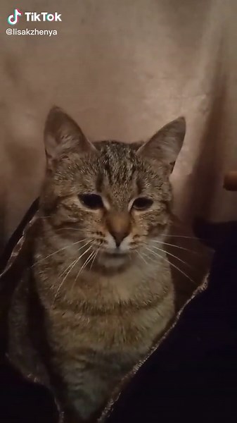 Domestic Cat Characteristics: Tabby Stripe Patterns