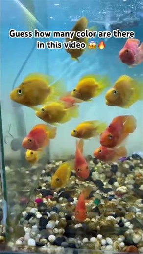 #shorts #arowana #monsterfish #aquariumlife #fishattack #trending #viralshorts #predatorfish #fish