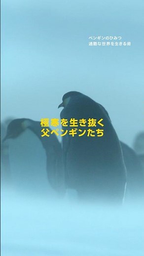 極寒を生き抜く父ペンギンたち | ナショジオ