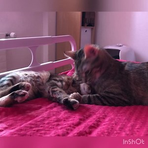 320K views · 25K reactions | DES INSTANTS DE VIE VOLÉS À L’ÉTERNITÉ Maman Capucine, arrivée très malade à l’association, qui n’aurait sans doute pas survécu sans soins ❤️ Un nouveau-né orphelin qui n’avait que très peu de chance de vivre sans une maman de substitution qui est devenue la sienne  Les animaux nous donnent parfois des leçons de vie magistrales et nous montrent souvent le chemin 殺 | Association Les Chats du Robinson / Valais-Suisse | Facebook