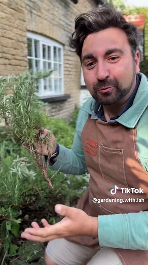 Revive Your Rosemary: Essential Pruning Techniques