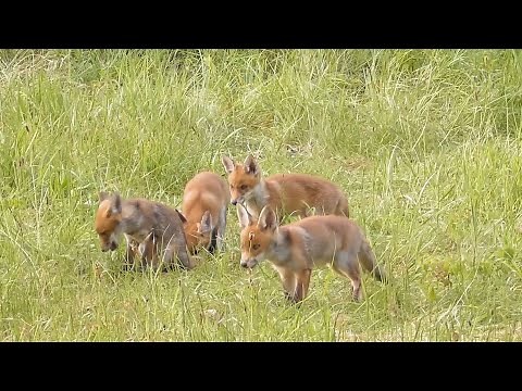 Prachtige natuurfilm "Springtime in Flanders fields" Nederlands gesproken.