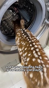 Family bond covered in human Scent 🫡 #animals #deer #cute #friendship #fypKK | الأدوات المنزلية