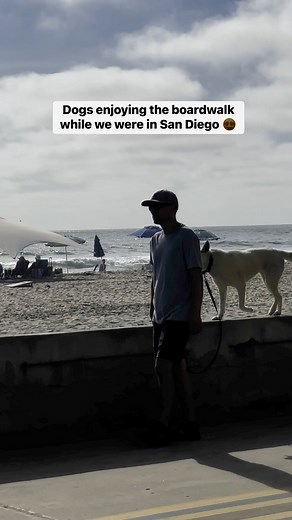 Amazing Dog on Reels