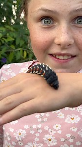 Check the ALIEN 👽 invasion in our garden; even though they eat my mom’s plants - it’s worthwhile having these giant Cabbage Tree Emperor Moths come and visit! 🦋🐛 • • • #alien #invasion #insectsofinstagram #gardening #moth #giant #instagram #soclose #livingmybestlife #checkthisout #fyp #brookecarter #reelsinstagram #cool | Brooke.Carter