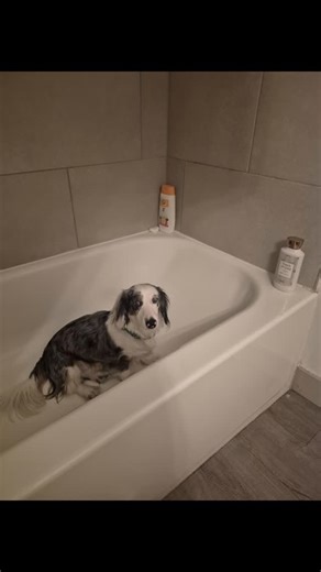 19 reactions | My little shadow. He’s always beside me and everywhere I go. Lately, he’s developed a weird fascination with the bathtub. Now, whenever he’s in the bathroom, he makes a beeline for it. Still, he’s my little buddy, and I adore him more than words can say. | Jessica Green | Facebook