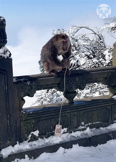 244K views · 196 reactions | Naughty monkey steals cell phone from tourist | Science, Tech and Universe | Facebook