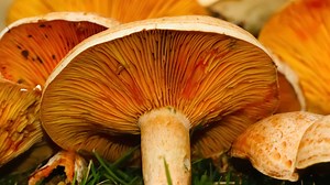 Red Pine Mushrooms: A Complete Guide