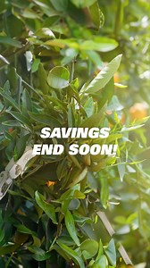 LAST WEEK TO GET UP TO 40% OFF! Don't miss out on the end of summer tool sale, contact your Matco Distributor TODAY! Available while supplies last, get your fresh new tool while you still can! https://bit.ly/3YG4JK3 #matco #matcotools #tools #tooldeals #carrepair **Pricing reflects US dollars only** | Matco Tools