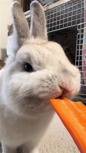 Kawaii White Bunny Enjoys Crunchy Carrots ASMR