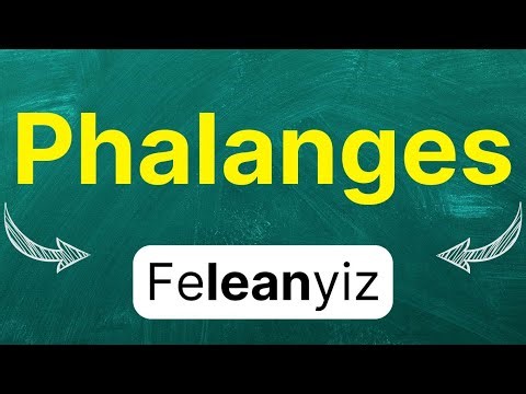 Cómo pronunciar: Phalanges "falanges" "huesos de los dedos" en inglés Americano con ejemplos