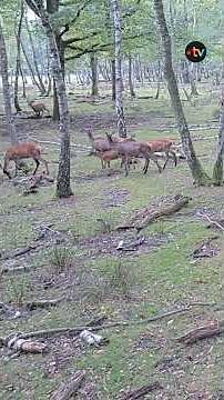 Les meilleurs moments du brame du cerf