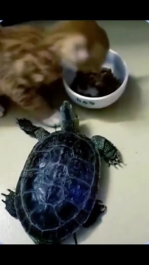 wee😂😂#animals #dog #cat #fyp #weee #Wee #wee #animal #fypage #pet #cats #funny #foryou #dogs #🤣🤣🤣 #pets | Pet's Studio TV