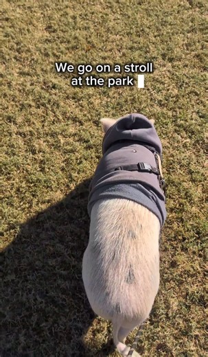 Poetry about a piggy 🐽 #poetry #halloween #halloweenweek #pettribute | Vanlifepiggy