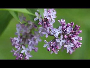 Quick update On Lilac Bushes Grown From Seeds!