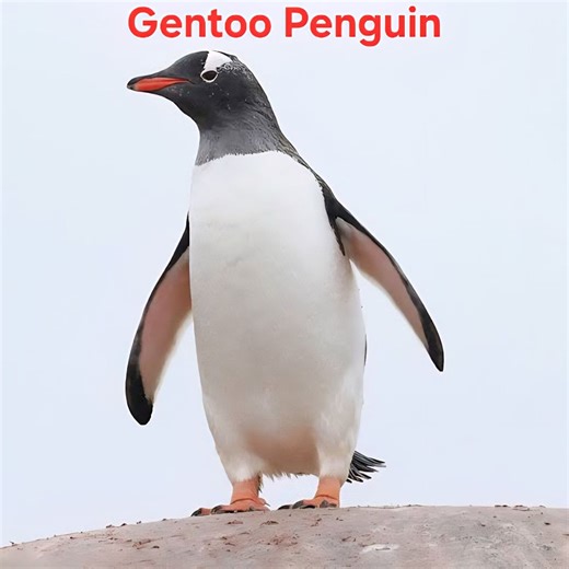 Leopard Seal vs Gentoo Penguin: This is how it ended. #natgeoshona #Gentoo | Shona Tuber