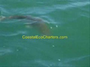 Myrtle Beach SC Fishing - Redfish